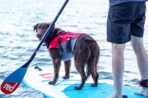 stand up paddeln mit deinen\ hund