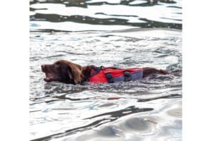 die 5 besten hunde sup accessoires