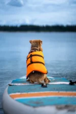 Hund sitzt auf Moai 10'6 SUP-Board auf dem Wasser