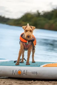 Lifestyle-Foto von Moai 10'6 SUP-Board mit Hund auf dem Wasser