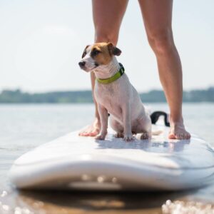 suppen mit dein hund