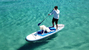 stand up paddling mit dein hund
